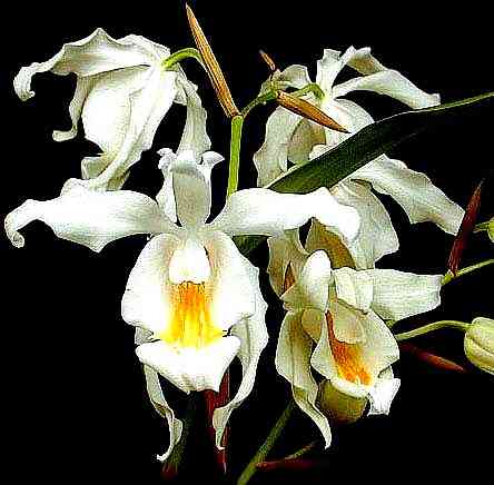 Coelogyne cristata